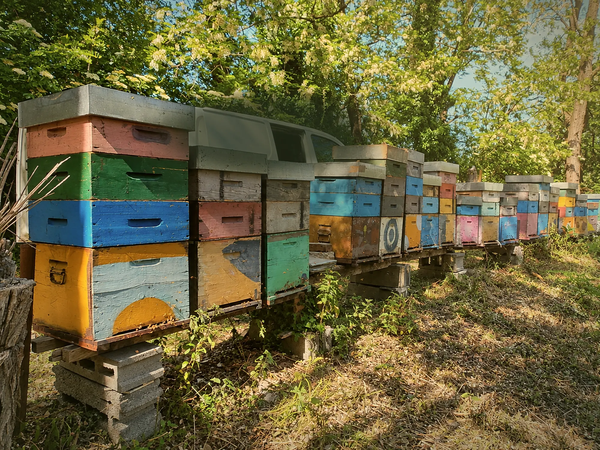 Le nostre arnie colorate in fila sotto le acacie in fiore, sulle colline di Genova