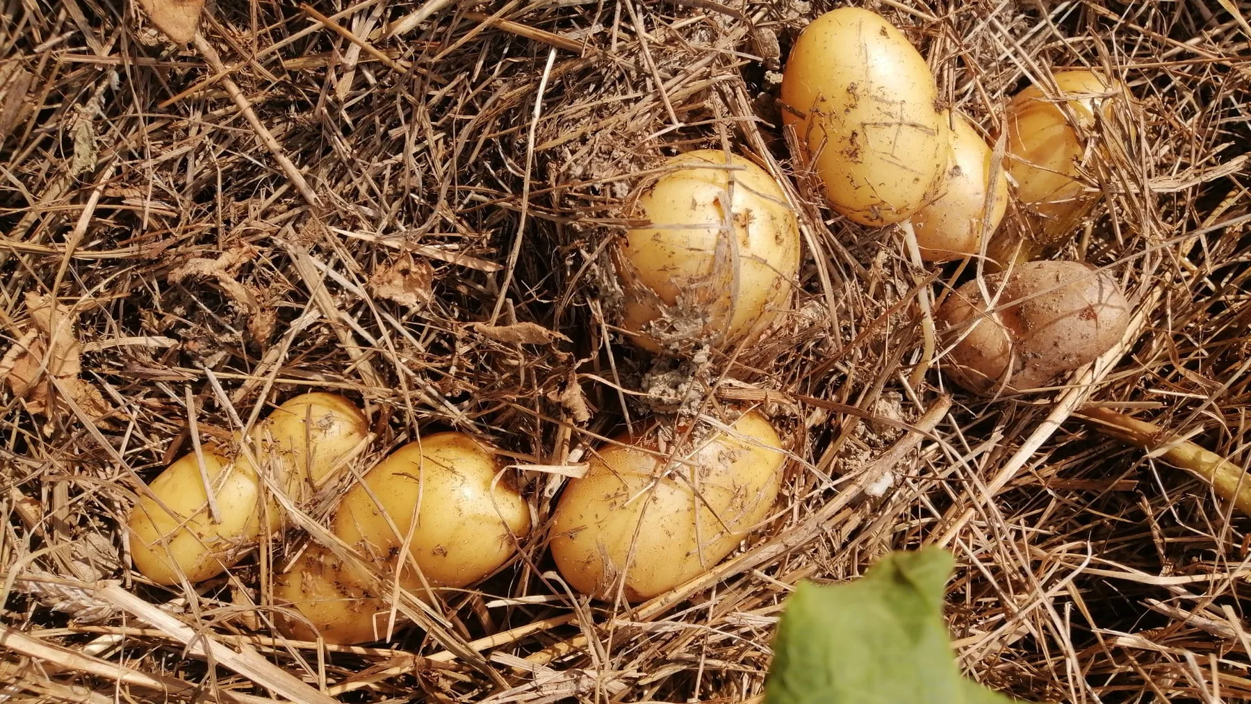 Patate novelle