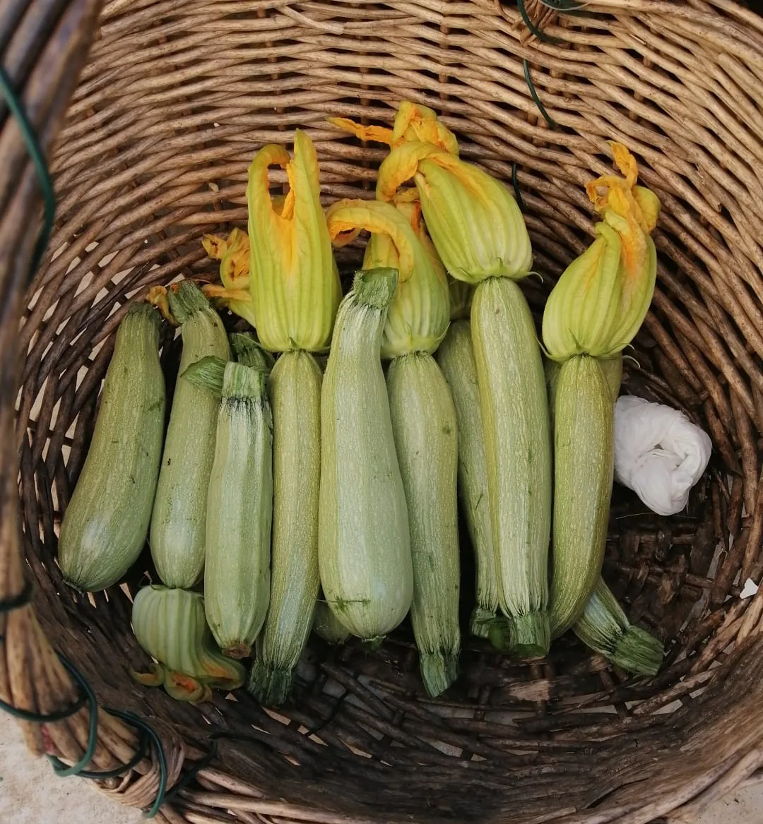 Zucchine